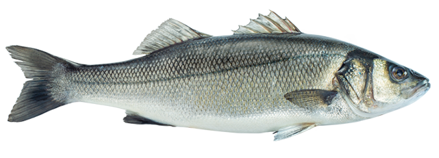 Sea Bass