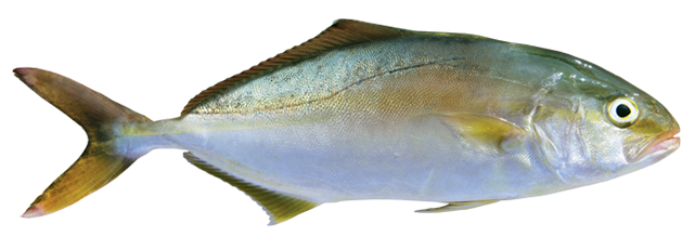 Greater amberjack