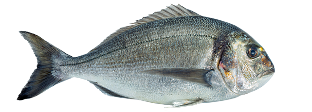 Sea Bream